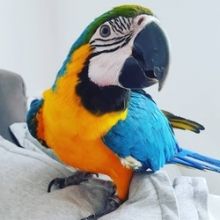 Blue and Gold Macaw parrots available