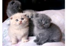 Tica Registered Beautiful Scottish Fold Kittens.