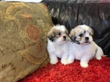 Purebred Shih Tzu puppies available. Call or Text @(431) 803-0444