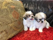 Purebred Shih Tzu puppies available. Call or Text @(431) 803-0444