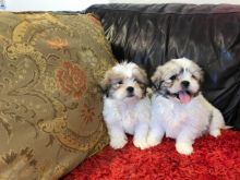 Purebred Shih Tzu puppies available. Call or Text @(431) 803-0444