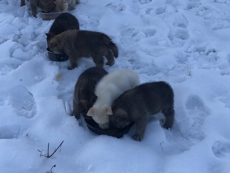 chow cross husky Image eClassifieds4u