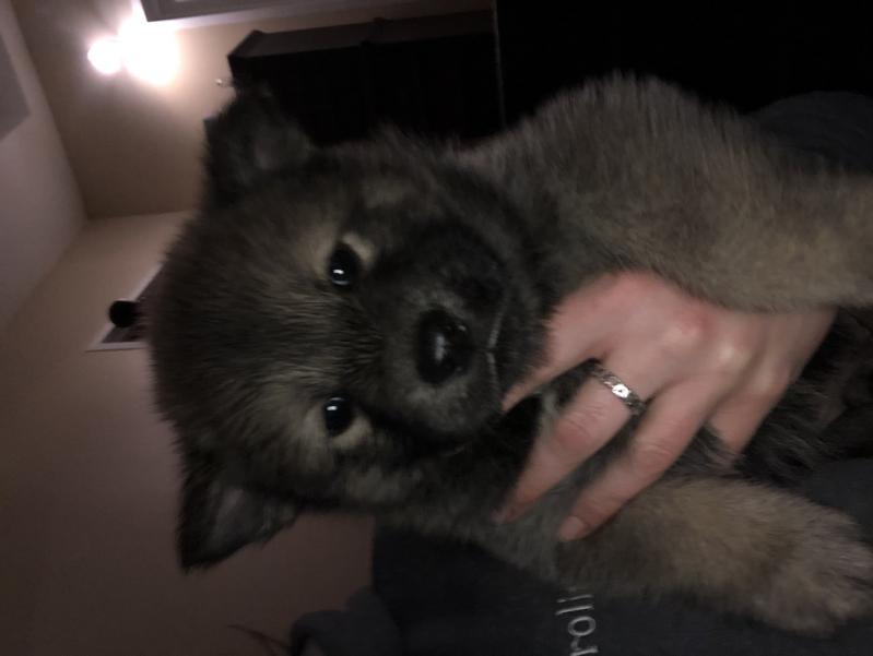 chow cross husky Image eClassifieds4u