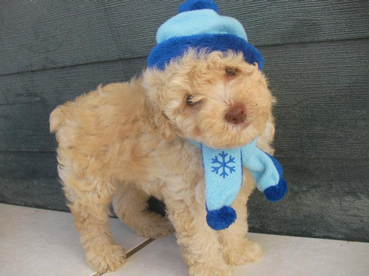Cute Toy poodle Puppies for good homes. Call or Text @(431) 803-0444 Image eClassifieds4u