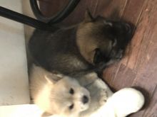 chow cross husky Image eClassifieds4u 3