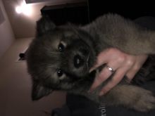 chow cross husky Image eClassifieds4u 1