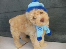Cute Toy poodle Puppies for good homes. Call or Text @(431) 803-0444 Image eClassifieds4U