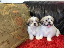 Purebred Shih Tzu puppies available. Call or Text @(431) 803-0444 Image eClassifieds4U