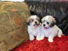 Purebred Shih Tzu puppies available. Call or Text @(431) 803-0444 Image eClassifieds4U