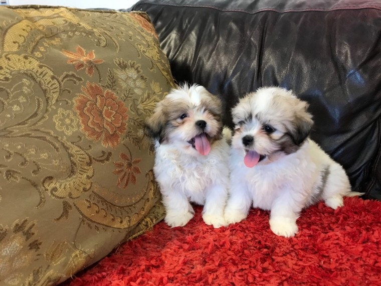 Purebred Shih Tzu puppies available. Call or Text @(431) 803-0444 Image eClassifieds4u