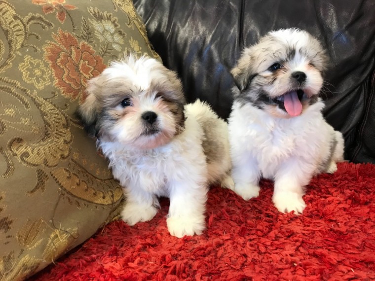 Purebred Shih Tzu puppies available. Call or Text @(431) 803-0444 Image eClassifieds4u