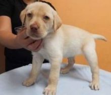 Male and Female Labrador Retriever Pups for adoption. Call or Text @ (431) 803-0444