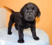 Male and Female Labrador Retriever Pups for adoption. Call or Text @ (431) 803-0444