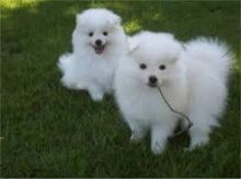 American Eskimo puppies