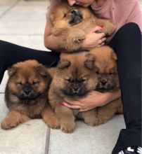 Beautiful Chow chow puppies 10 weeks old