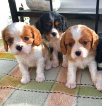 Cavalier King Charles puppies available and ready to go.
