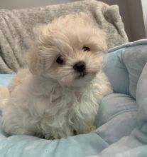 CKC quality Maltese Puppies for adoption!!!