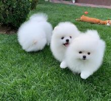 cKC Registered Male And Female Teacup Pomeranian puppies For Adoption