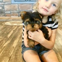 Male and female Morkie puppies available for new homes