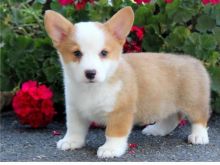 Male and Female Pembroke Welsh Corgi puppies for adoption