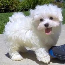 Pedigree Maltese Puppies. Call or Text @(431) 803-0444