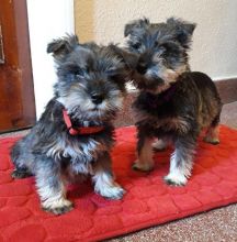 Schnauzer puppies