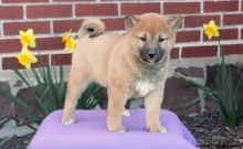Shiba Inu puppies for caring and lovely home