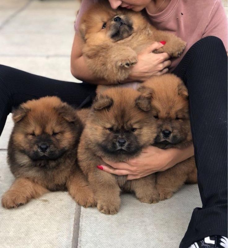 Beautiful Chow chow puppies 10 weeks old Image eClassifieds4u
