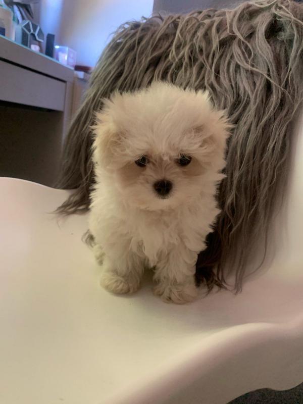 CKC quality Maltese Puppies for adoption!!! Image eClassifieds4u