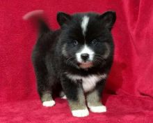 CKC registered Pomsky puppies for adoption. Image eClassifieds4u 2