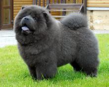 outstanding Chow Chow puppies. Image eClassifieds4u 2