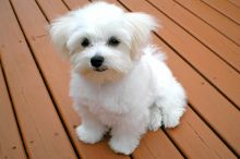 Pedigree Maltese Puppies. Call or Text @(431) 803-0444 Image eClassifieds4u 2