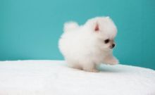 Pomeranian puppies for adoption. Call or Text @(431) 803-0444 Image eClassifieds4u 2