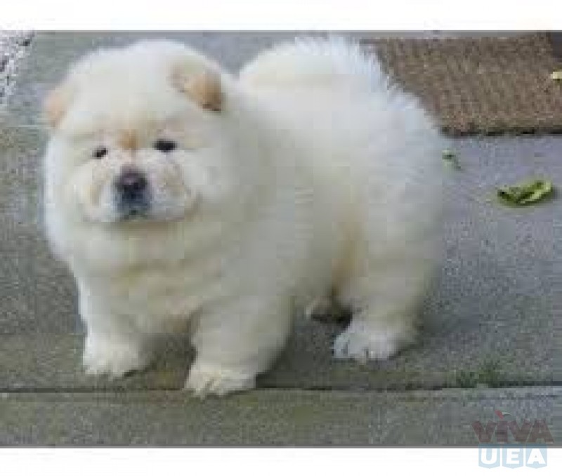 outstanding Chow Chow puppies. Image eClassifieds4u