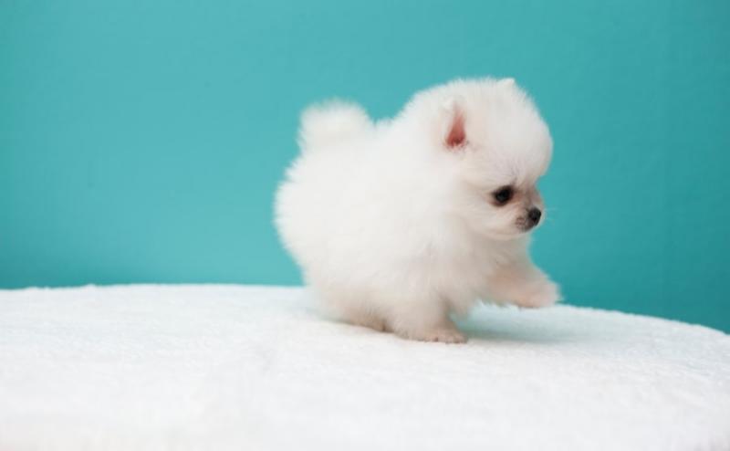 Pomeranian puppies for adoption. Call or Text @(431) 803-0444 Image eClassifieds4u