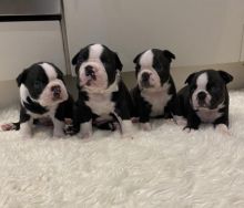 *** Boston Terrier Puppies now for you ***