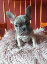 2male and female French bulldog puppies for adoption now