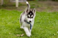 AKC Registered Siberian Husky