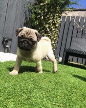 charming male and female pug puppies