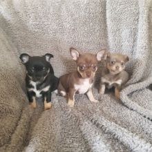 Chihuahua puppies.