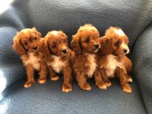 F1b Cavapoo puppies 1 Boy 1 Girl Left ** 💞 💞 💞