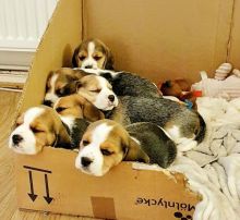 Tri Coloured Beagles K.c. Registered Pure Pedigree