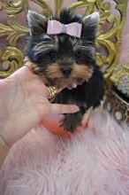 Yorkshire Terrier Puppies