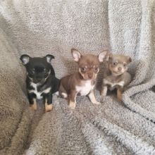 Chihuahua puppies. Image eClassifieds4U