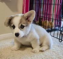 Pembroke Welsh Corgi for Rehoming Image eClassifieds4U