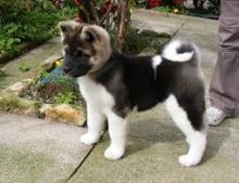 Stunning Akita puppies for great homes Image eClassifieds4u 2