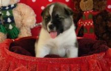 Stunning Akita puppies for great homes Image eClassifieds4u 1