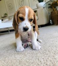Beagle puppies ready for their new homes