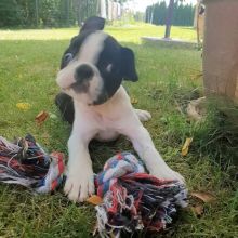 Boston Terrier puppies for good re homing to interested homes.