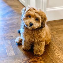 Cavapoo male and female puppies for adoption